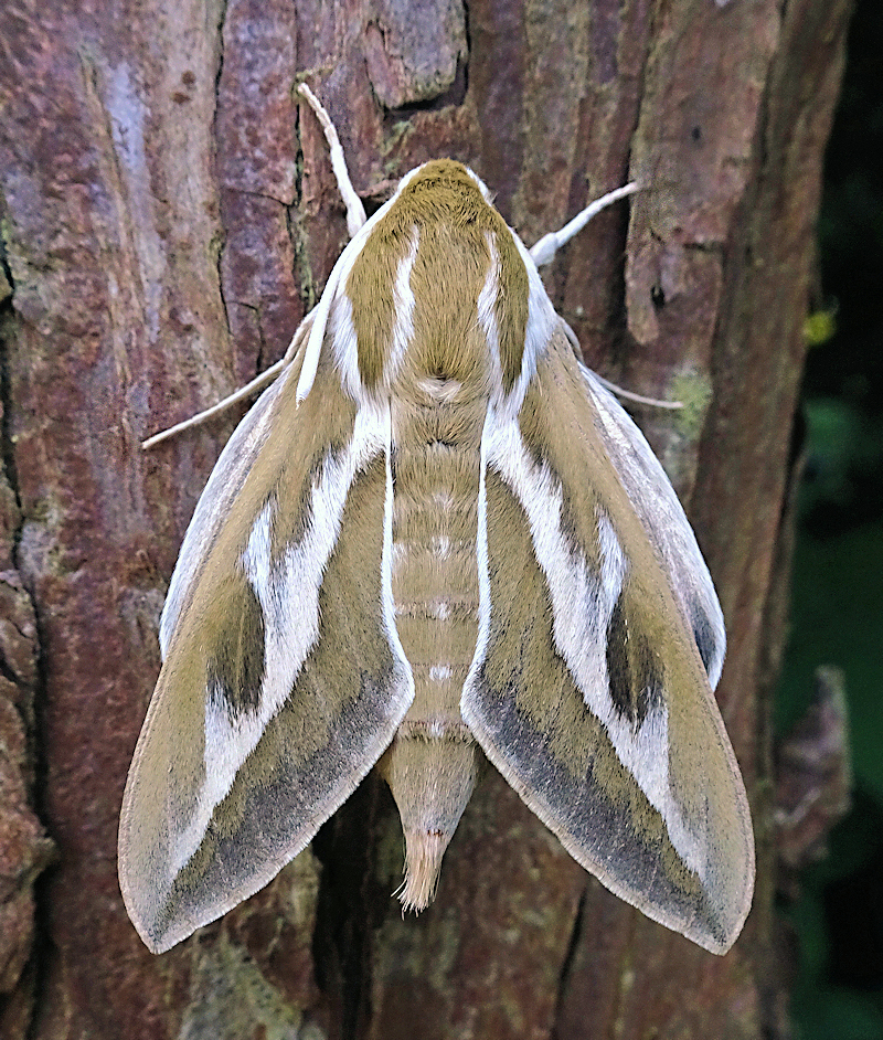 Female Hyles zygophylli, Almaty area, Kazakhstan, bred 2022, leg. Serge Yevdoshenko. Photo: &copy; Tony Pittaway.