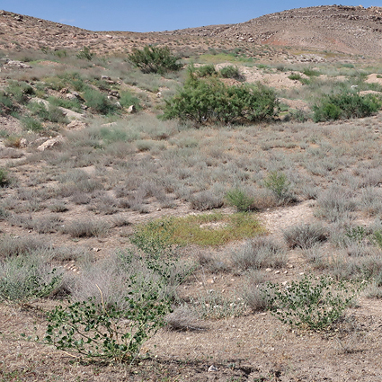 Typical habitat of Hyles zygophylli with Zygophyllum fabago, near Ararat City, Ararat region, Armenia, 16.vi.2021. Photo: &copy; Vyacheslav Ivonin & Yanina Ivonina