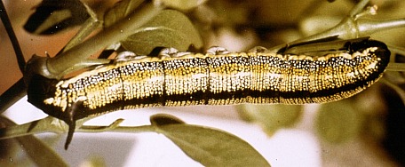 Full-grown dark morph larva of Hyles zygophylli, Turkey. Photo: &copy; E. A. Loeliger