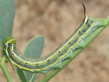 Fourth-instar larva of Hyles zygophylli on Zygophyllum fabago, near Ararat City, Ararat region, Armenia, 16.vi.2021. Photo: &copy; Vyacheslav Ivonin & Yanina Ivonina