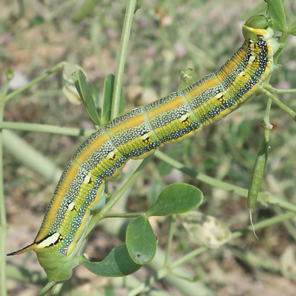 Fifth-instar larva of Hyles zygophylli on Zygophyllum fabago, near Ararat City, Ararat region, Armenia, 19.vi.2021. Photo: &copy; Vyacheslav Ivonin & Yanina Ivonina