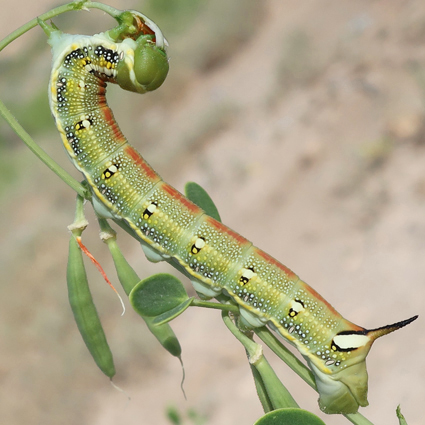 Fifth-instar larva of Hyles zygophylli on Zygophyllum fabago, near Ararat City, Ararat region, Armenia, 20.vi.2021. Photo: &copy; Vyacheslav Ivonin & Yanina Ivonina