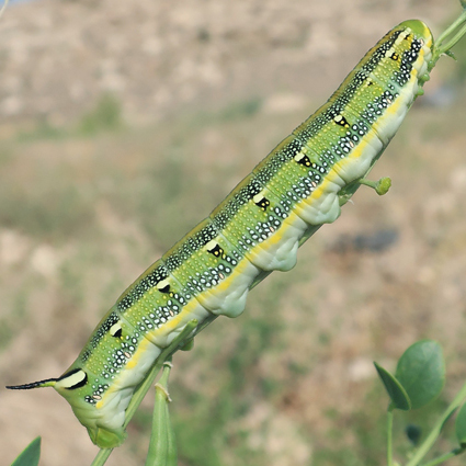 Fifth-instar larva of Hyles zygophylli on Zygophyllum fabago, near Ararat City, Ararat region, Armenia, 15.vi.2021. Photo: &copy; Vyacheslav Ivonin & Yanina Ivonina