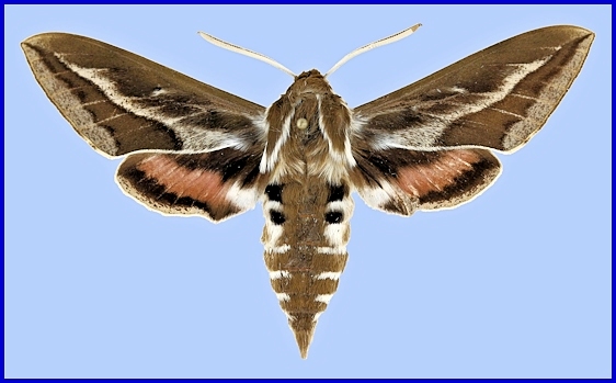 Male Hyles tithymali tithymali, Cape Verde Islands. Photo: &copy; Jean Haxaire.