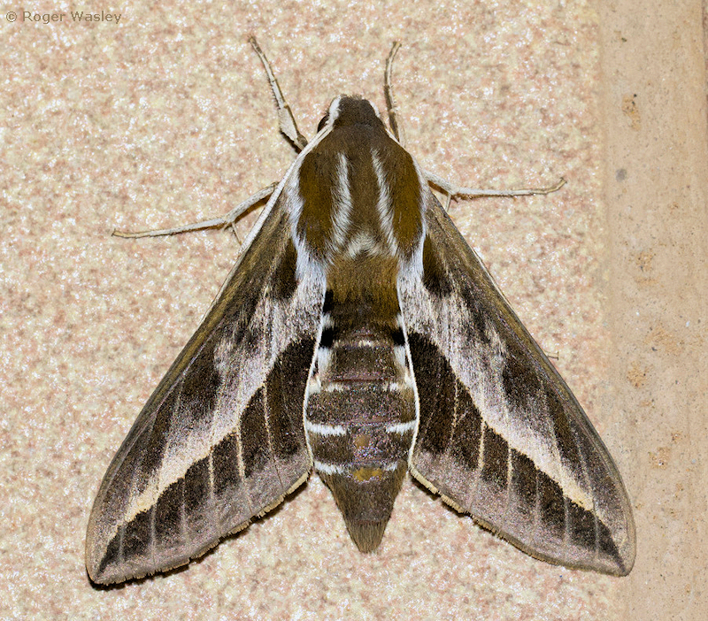 Female Hyles tithymali tithymali, Agaete, Gran Canaria, Canary Islands, 27.xii.2022. Photo: &copy; Roger Wasley.
