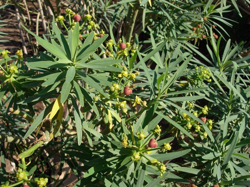 Euphorbia lamarckii, Tenerife, Canary Islands. Photo: &copy; Tony Pittaway.