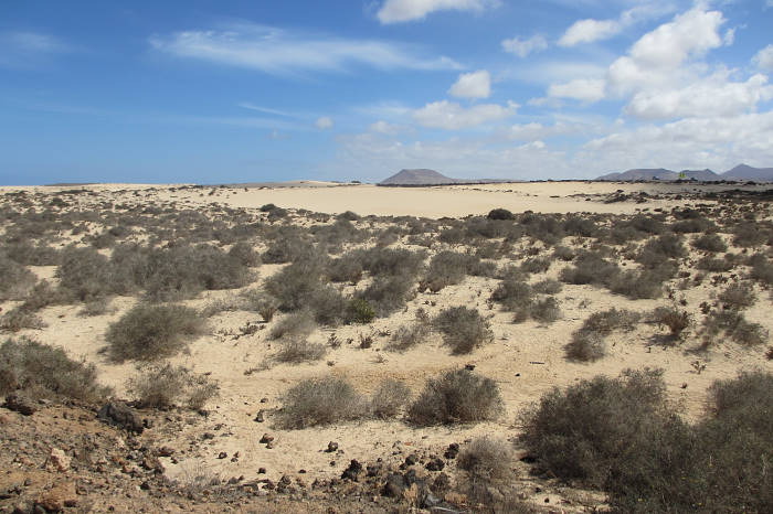 Typical habitat of Hyles tithymali tithymali, Fuerteventura, Canary Islands. Photo: &copy; Pascal R&eacute;gnier