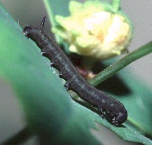 First instar larva of Hyles tithymali tithymali, Canary Islands. Photo: &copy; Tony Pittaway.
