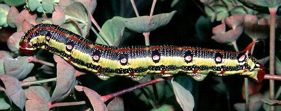 Full-grown larva of Hyles tithymali tithymali, Canary Islands. Photo: &copy; Tony Pittaway.