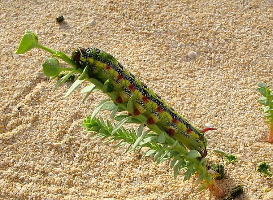 Full-grown larva of Hyles tithymali tithymali, Fuerteventura, Canary Islands. Photo: &copy; Marina Batchelor.