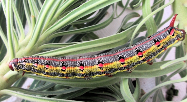 Full-grown larva of Hyles tithymali tithymali, Fogo Island, Cape Verde Islands. Photo: &copy; Pascal R�gnier.