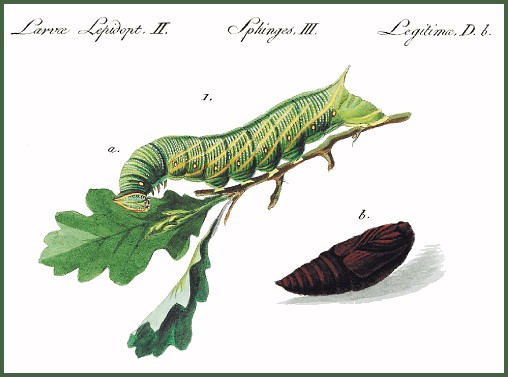 A plate from H&uuml;bner (1793�[1842]).