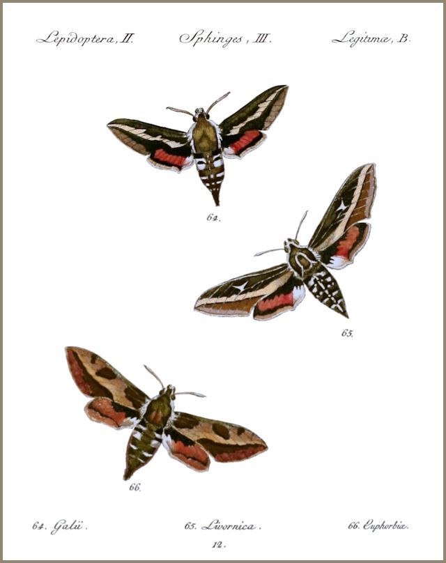 A plate from H&uuml;bner (1796�[1838]).