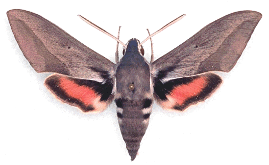 Adult of the natural hybrid Hyles hippophaes hippophaes x Hyles vespertilio, southern France. Photo: &copy; J.-M. Bompar.