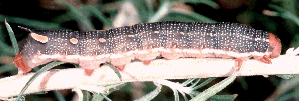 Larva of the natural hybrid Hyles hippophaes hippophaes x Hyles vespertilio, southern France. Photo: &copy; J.-M. Bompar.
