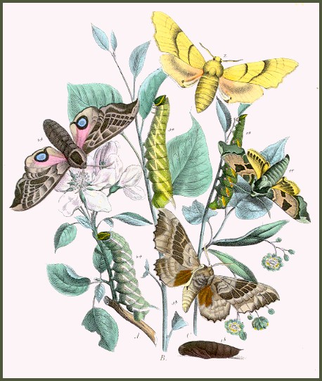 A plate from Kirby (1882).