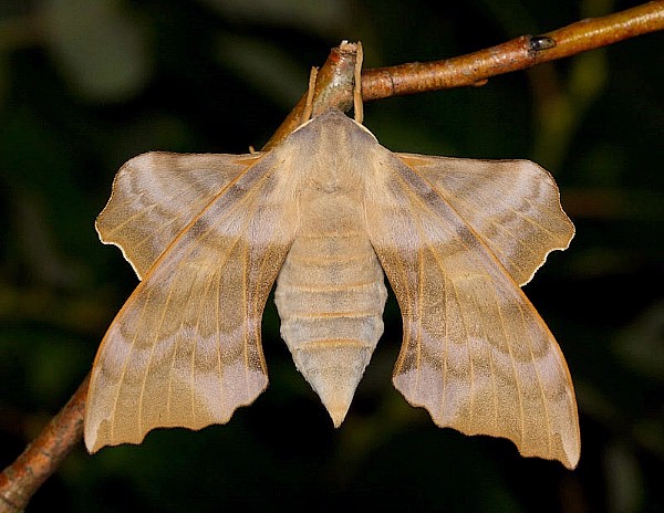 Female Laothoe amurensis amurensis, Siberia, Russia. Photo: &copy; Mark Boddington