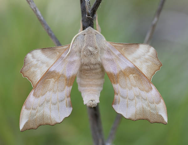 Male Laothoe amurensis amurensis (pale form), Omsk, Siberia, Russia. Photo: &copy; Frank Deschandol
