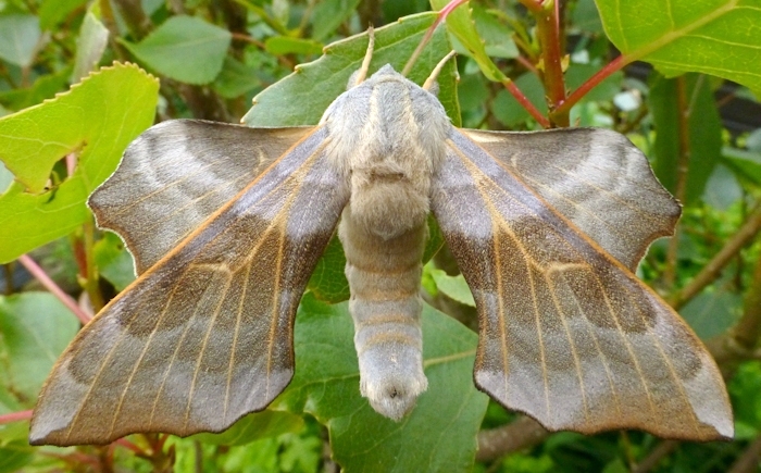 Male Laothoe amurensis amurensis (pale form), Omsk, Siberia, Russia. Photo: &copy; Tony Pittaway.