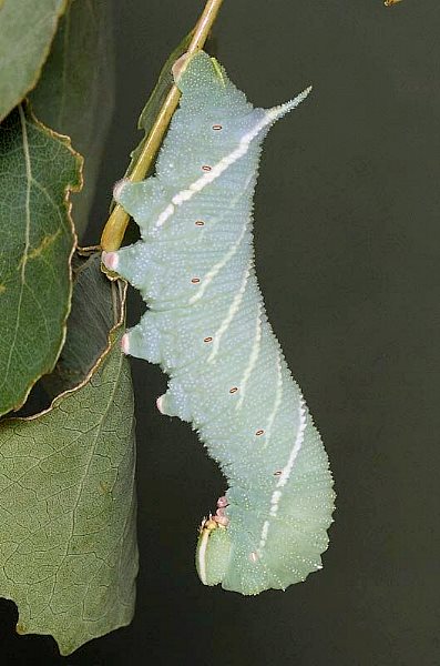 Fourth and final instar blue-green larva of Laothoe amurensis amurensis, Siberia, Russia. Photo: &copy; Mark Boddington