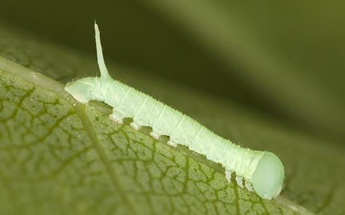 Newly emerged first instar larva of Laothoe amurensis amurensis, Omsk, Siberia, Russia. Photo: &copy; Frank Deschandol.