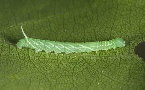 Part-grown first instar larva of Laothoe amurensis amurensis, Siberia, Russia. Photo: &copy; Jean Haxaire.
