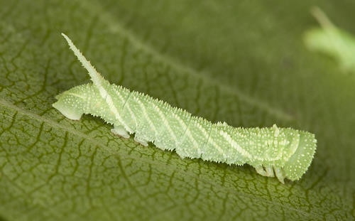 Second instar larva of Laothoe amurensis amurensis, Omsk, Siberia, Russia. Photo: &copy; Frank Deschandol.
