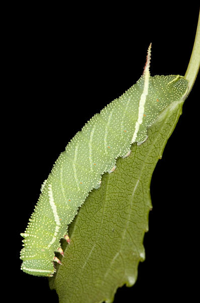 Third instar larva of Laothoe amurensis amurensis, Omsk, Siberia, Russia. Photo: &copy; Frank Deschandol.
