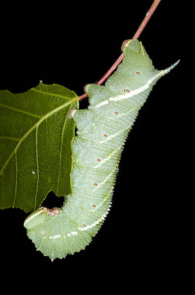 Fourth and final instar larva of Laothoe amurensis amurensis, Omsk, Siberia, Russia. Photo: &copy; Frank Deschandol.
