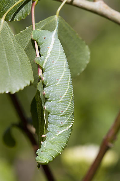 Fourth and final instar larva of Laothoe amurensis amurensis, Omsk, Siberia, Russia. Photo: &copy; Frank Deschandol.
