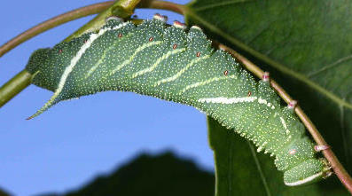 Fourth and final instar blue-green larva of Laothoe amurensis amurensis, Siberia, Russia. Photo: &copy; Jean Haxaire.