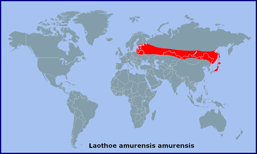 Global distribution of Laothoe amurensis amurensis. Map: &copy; Tony Pittaway.