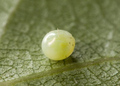 Egg of Laothoe amurensis amurensis, Omsk, Siberia, Russia. Photo: &copy; Frank Deschandol.