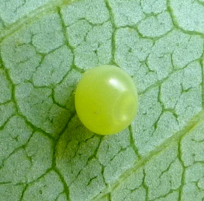 Egg of Laothoe amurensis amurensis, Omsk, Siberia, Russia. Photo: &copy; Tony Pittaway.