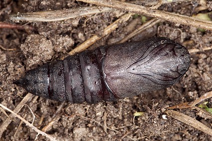 Female pupa of Laothoe amurensis amurensis, Omsk, Siberia, Russia. Photo: &copy; Frank Deschandol.