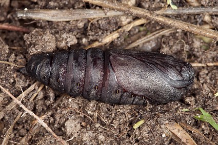 Female pupa of Laothoe amurensis amurensis, Omsk, Siberia, Russia. Photo: &copy; Frank Deschandol.