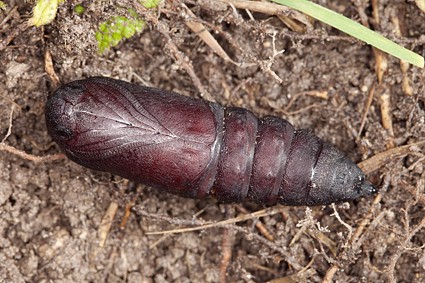 Male pupa of Laothoe amurensis amurensis, Omsk, Siberia, Russia. Photo: &copy; Frank Deschandol.