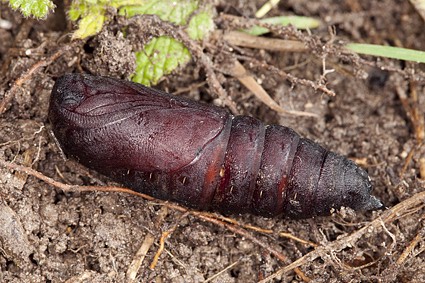 Male pupa of Laothoe amurensis amurensis, Omsk, Siberia, Russia. Photo: &copy; Frank Deschandol.