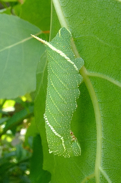 Third instar larva of Laothoe amurensis amurensis, Siberia, Russia. Photo: &copy; Tony Pittaway.