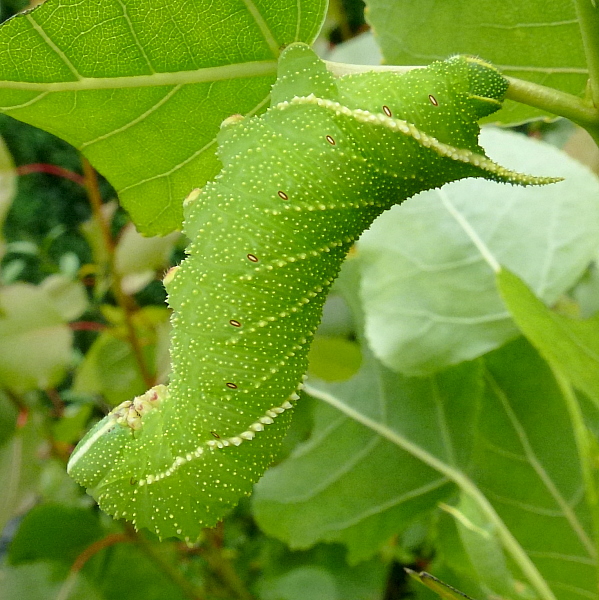 Final instar yellow-green larva of Laothoe amurensis amurensis, Siberia, Russia. Photo: &copy; Tony Pittaway.
