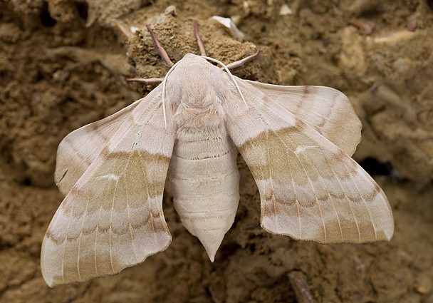 Female Laothoe austauti (upperside), Dad&eacute;s Gorge, Morocco. Photo: &copy; Frank Deschandol.
