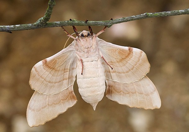 Female Laothoe austauti (underside), Dad&eacute;s Gorge, Morocco. Photo: &copy; Frank Deschandol.