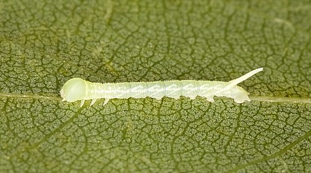 First instar larva of Laothoe austauti, Dad&eacute;s Gorge, Morocco. Photo: Frank Deschandol.