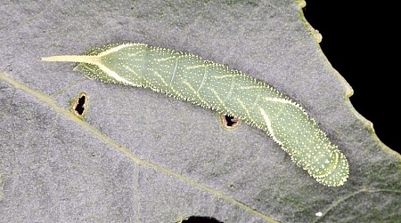 Second instar larva of Laothoe austauti, Dad&eacute;s Gorge, Morocco. Photo: Frank Deschandol.