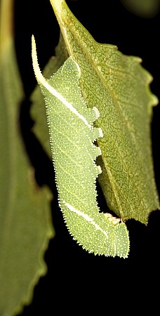 Third instar larva of Laothoe austauti, Dad&eacute;s Gorge, Morocco. Photo: Frank Deschandol.