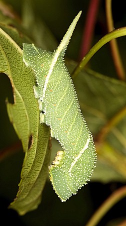 Fourth instar larva of Laothoe austauti, Dad&eacute;s Gorge, Morocco. Photo: Frank Deschandol.