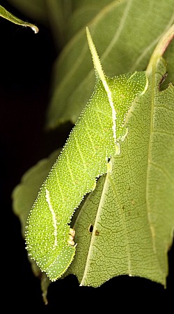 Fourth instar larva of Laothoe austauti, Dad&eacute;s Gorge, Morocco. Photo: Frank Deschandol.