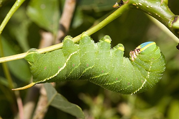 Final instar larva of Laothoe austauti, Dad&eacute;s Gorge, Morocco. Photo: Frank Deschandol.