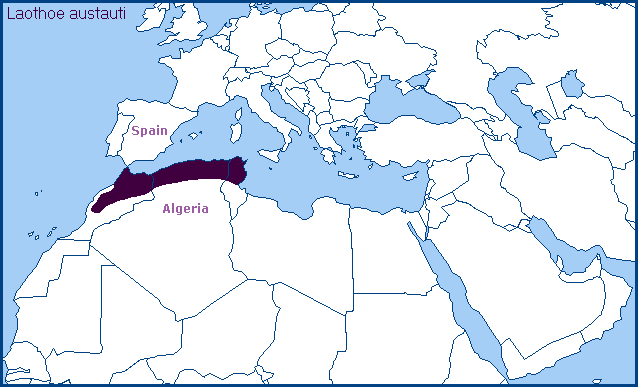 Global distribution of Laothoe austauti. Map: &copy; Tony Pittaway.