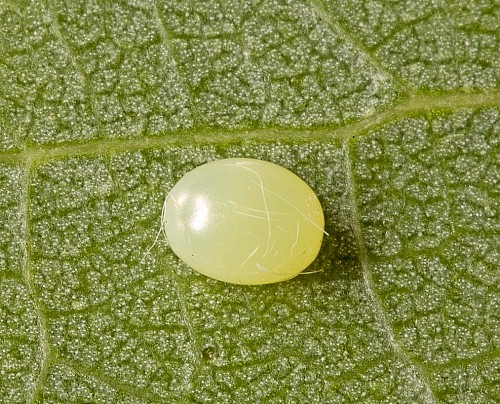 Egg of Laothoe austauti, Dad&eacute;s Gorge, Morocco. Photo: &copy; Frank Deschandol.